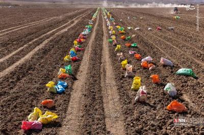 پبرداشت سیب زمینی ازمزارع فیروزکوه