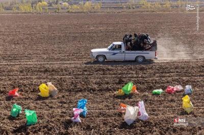 پبرداشت سیب زمینی ازمزارع فیروزکوه