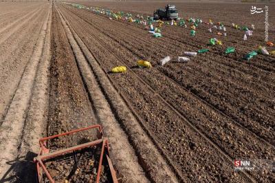 پبرداشت سیب زمینی ازمزارع فیروزکوه