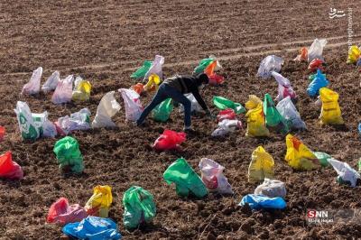 پبرداشت سیب زمینی ازمزارع فیروزکوه