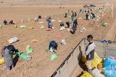 پبرداشت سیب زمینی ازمزارع فیروزکوه