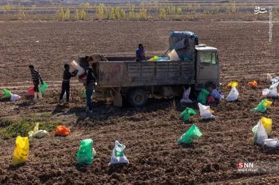 پبرداشت سیب زمینی ازمزارع فیروزکوه