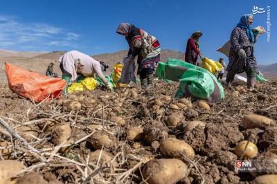 پبرداشت سیب زمینی ازمزارع فیروزکوه