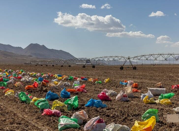 پبرداشت سیب زمینی ازمزارع فیروزکوه