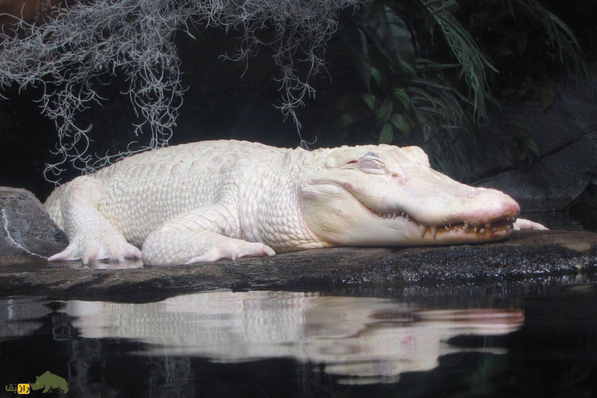 تمساح سفید نادر با چشمان آبی / عکس