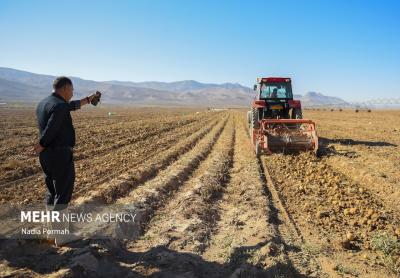 اینجاقطب تولید سیب زمینی است 