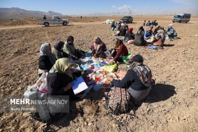 اینجاقطب تولید سیب زمینی است 