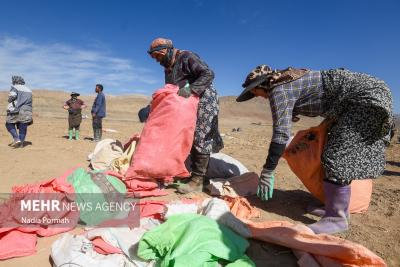 اینجاقطب تولید سیب زمینی است 