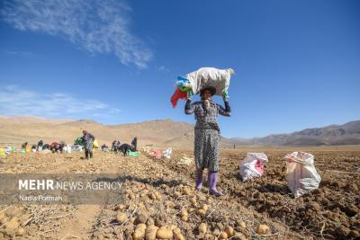 اینجاقطب تولید سیب زمینی است 