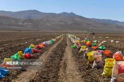 اینجاقطب تولید سیب زمینی است 