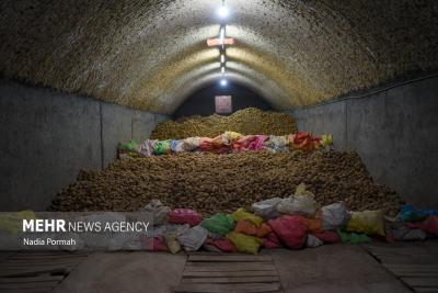 اینجاقطب تولید سیب زمینی است 