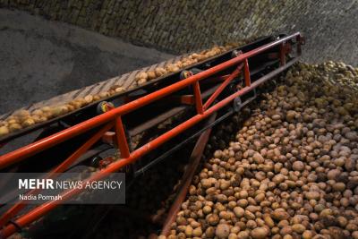 اینجاقطب تولید سیب زمینی است 