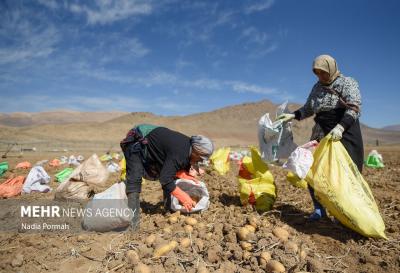اینجاقطب تولید سیب زمینی است 