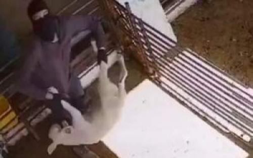 صهیونیست ها به حیوانات هم رحم نمی کنند