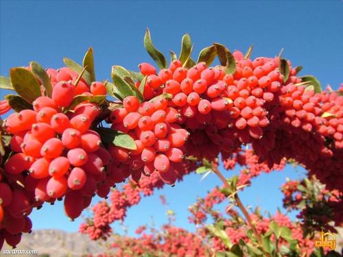  برداشت زرشک در روستای «افین» / عکس