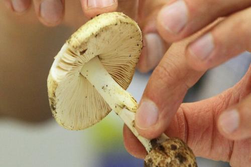 مصرف این قارچ‌ها جانتان را تهدید می‌کند