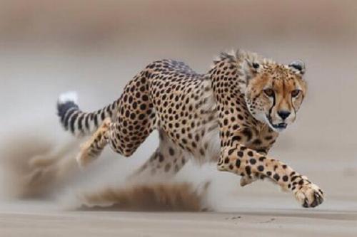  قلاده یوزپلنگ آسیایی در حیات‌وحش میاندشت / فیلم