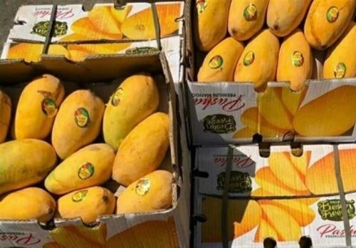 شرایط واردات انبه از کشور کنیا اعلام شد 