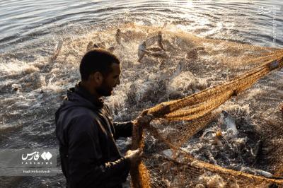 پرورش ماهی مسیری برای اشتغال