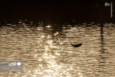 پرورش ماهی مسیری برای اشتغال