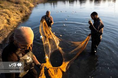 پرورش ماهی مسیری برای اشتغال