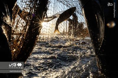 پرورش ماهی مسیری برای اشتغال