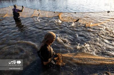 پرورش ماهی مسیری برای اشتغال