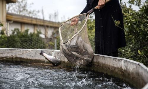 پرورش ماهی مسیری برای اشتغال