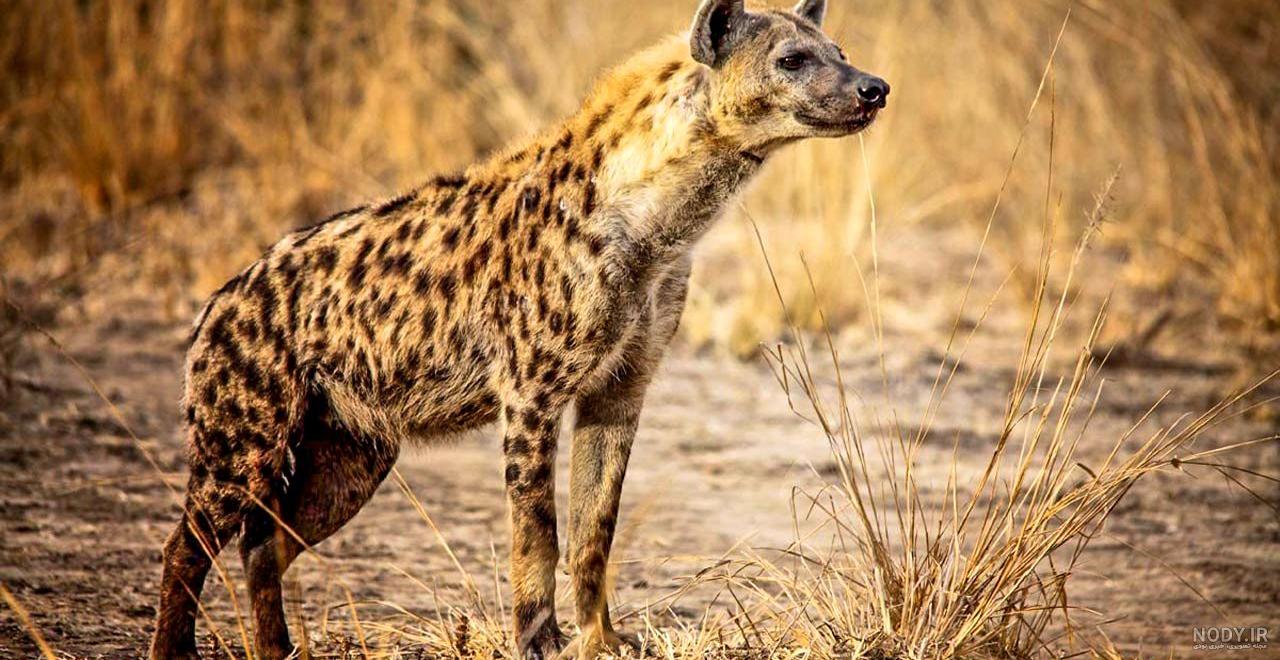 یک کفتار با لب پاره شده خبرساز شد /عکس