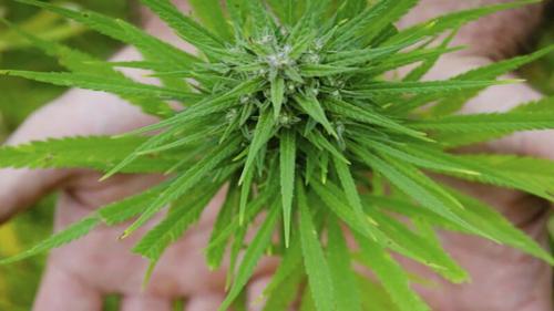 مخدر‌های عجیب  به اسم گل 