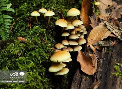 پاییزجنگل های هیرکانی