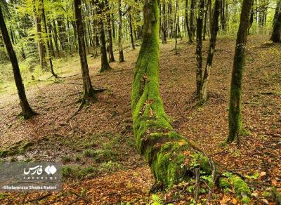 پاییزجنگل های هیرکانی