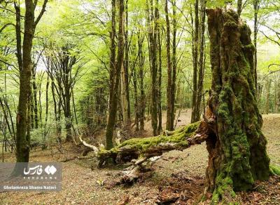 پاییزجنگل های هیرکانی