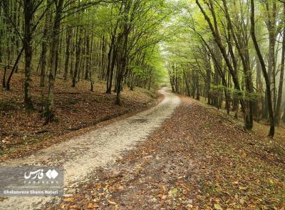 پاییزجنگل های هیرکانی