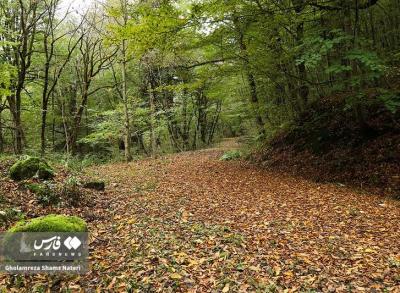 پاییزجنگل های هیرکانی