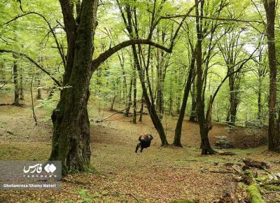 پاییزجنگل های هیرکانی