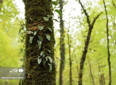 پاییزجنگل های هیرکانی
