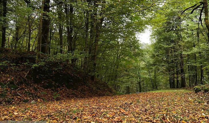 پاییزجنگل های هیرکانی