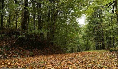 پاییزجنگل های هیرکانی