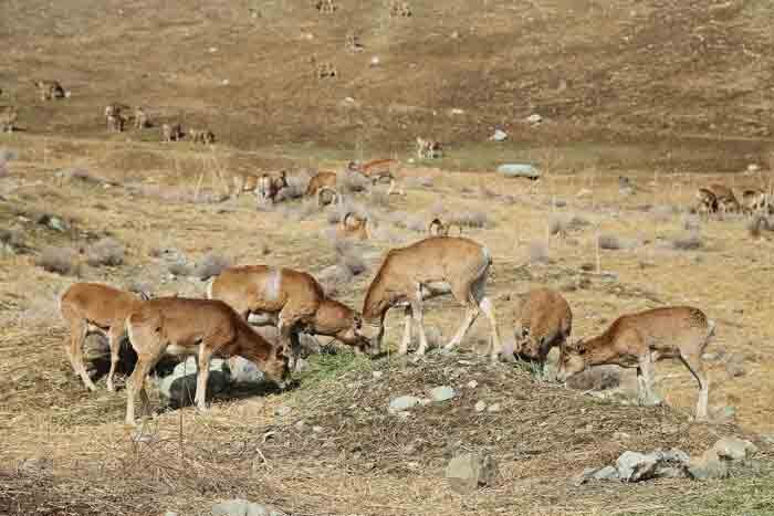 ورود میش وحشی به معابر شهری لواسان /فیلم
