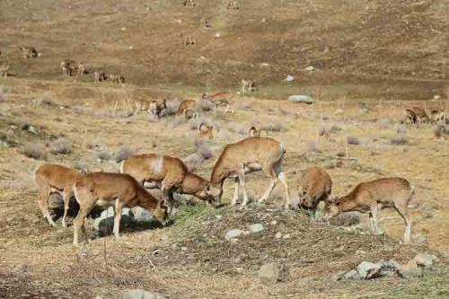 ورود میش وحشی به معابر شهری لواسان /فیلم