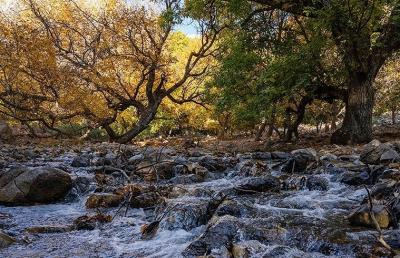 حال و هوای پاییزی در باغ‌های شهرستان سلسله /عکس