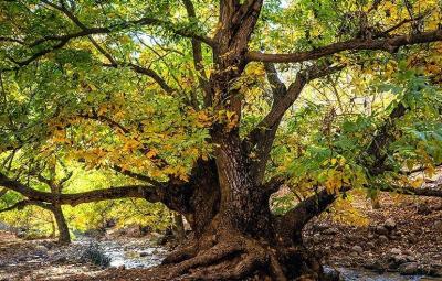 حال و هوای پاییزی در باغ‌های شهرستان سلسله /عکس