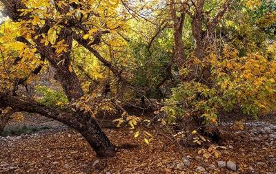 حال و هوای پاییزی در باغ‌های شهرستان سلسله /عکس