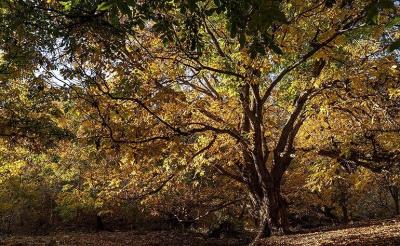 حال و هوای پاییزی در باغ‌های شهرستان سلسله /عکس