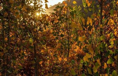 حال و هوای پاییزی در باغ‌های شهرستان سلسله /عکس