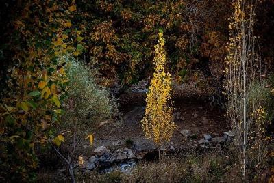 حال و هوای پاییزی در باغ‌های شهرستان سلسله /عکس