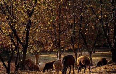 حال و هوای پاییزی در باغ‌های شهرستان سلسله /عکس