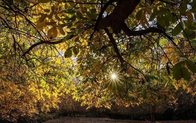 حال و هوای پاییزی در باغ‌های شهرستان سلسله /عکس