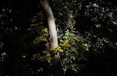 حال و هوای پاییزی در باغ‌های شهرستان سلسله /عکس